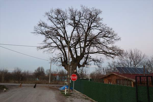 Monumental trees of Turkey