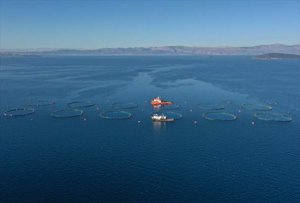 Tunnies grown in the Aegean Sea