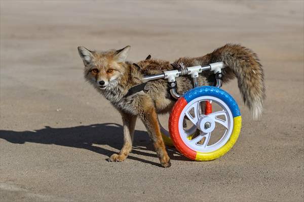 Paralyzed fox clings to life with walker