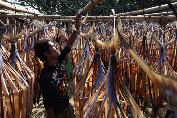 Dried fish production in Rakhine State, Myanmar