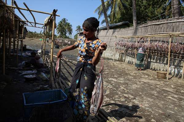 Dried fish production in Rakhine State, Myanmar