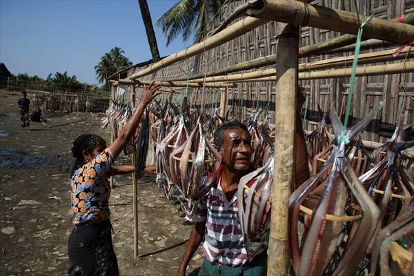 Dried fish production in Rakhine State, Myanmar