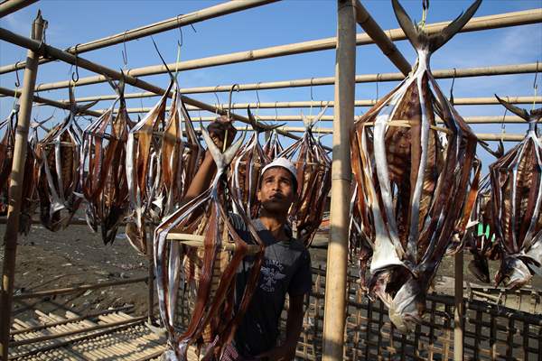 Dried fish production in Rakhine State, Myanmar