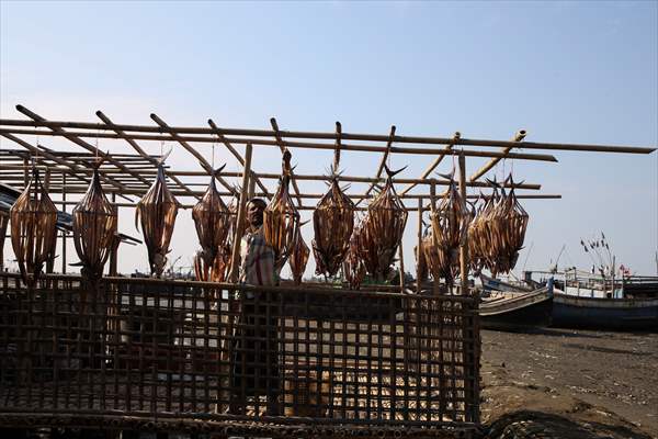 Dried fish production in Rakhine State, Myanmar