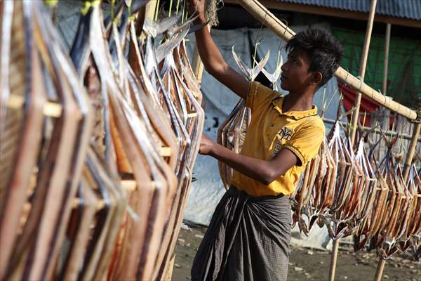 Dried fish production in Rakhine State, Myanmar