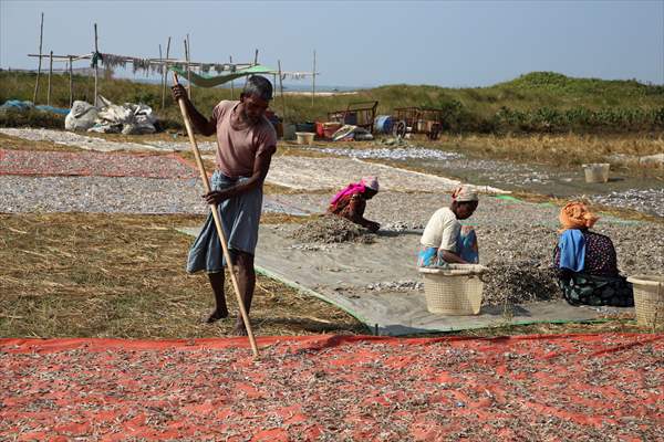 Dried fish production in Rakhine State, Myanmar