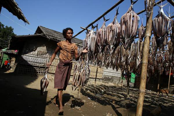 Dried fish production in Rakhine State, Myanmar