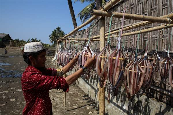 Dried fish production in Rakhine State, Myanmar