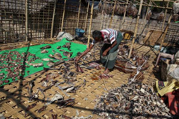 Dried fish production in Rakhine State, Myanmar