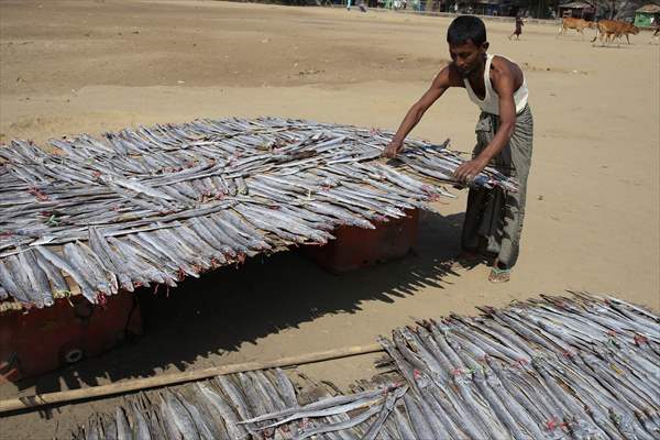 Dried fish production in Rakhine State, Myanmar