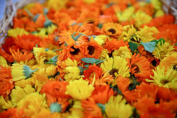 Medicinal plant "pot marigold" production in Izmir