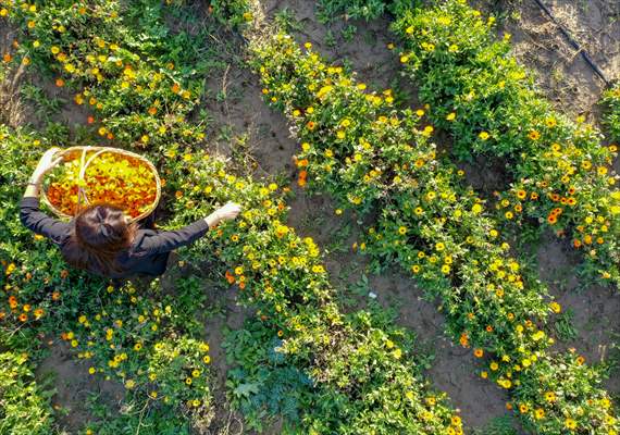 Medicinal plant "pot marigold" production in Izmir