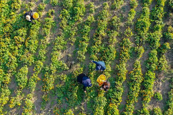 Medicinal plant "pot marigold" production in Izmir