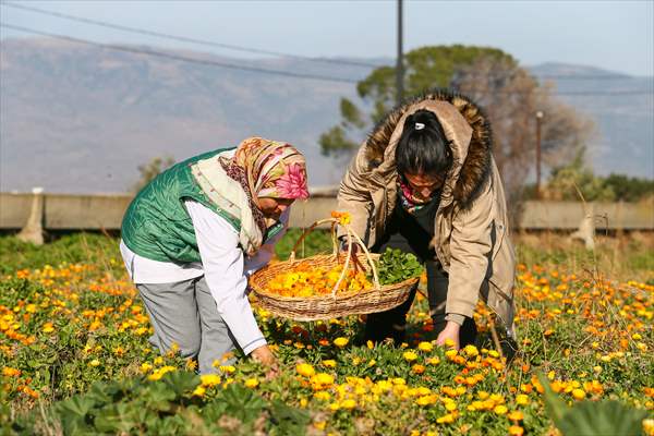 Medicinal plant "pot marigold" production in Izmir