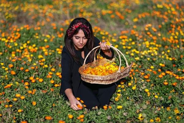 Medicinal plant "pot marigold" production in Izmir