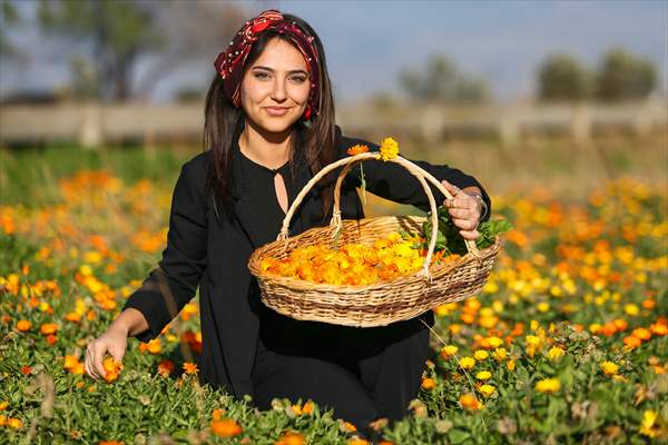 Medicinal plant "pot marigold" production in Izmir