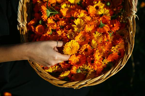 Medicinal plant "pot marigold" production in Izmir