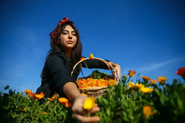 Medicinal plant "pot marigold" production in Izmir