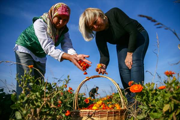 Medicinal plant "pot marigold" production in Izmir