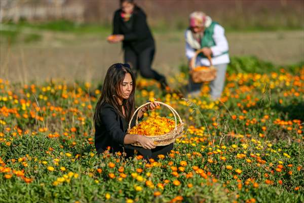Medicinal plant "pot marigold" production in Izmir