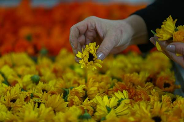 Medicinal plant "pot marigold" production in Izmir