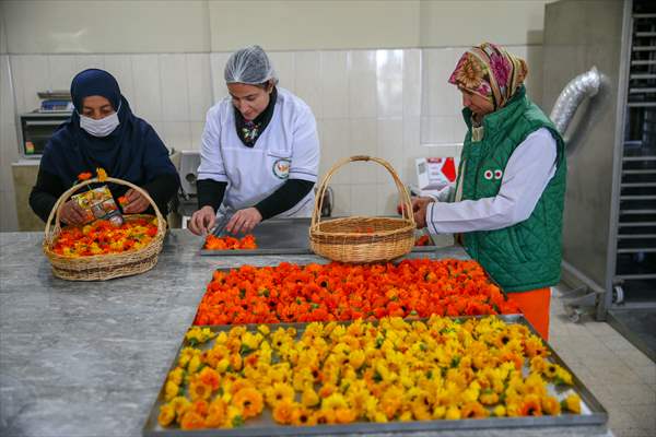 Medicinal plant "pot marigold" production in Izmir