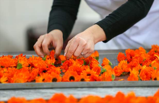 Medicinal plant "pot marigold" production in Izmir