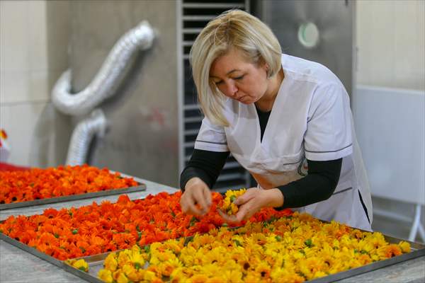 Medicinal plant "pot marigold" production in Izmir
