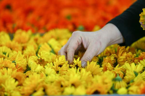 Medicinal plant "pot marigold" production in Izmir