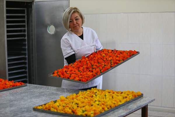 Medicinal plant "pot marigold" production in Izmir