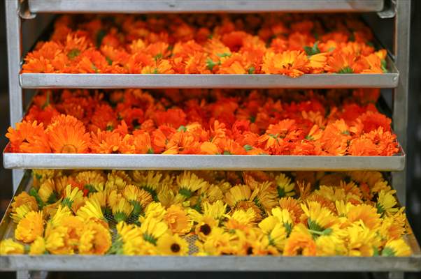Medicinal plant "pot marigold" production in Izmir
