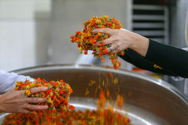 Medicinal plant "pot marigold" production in Izmir