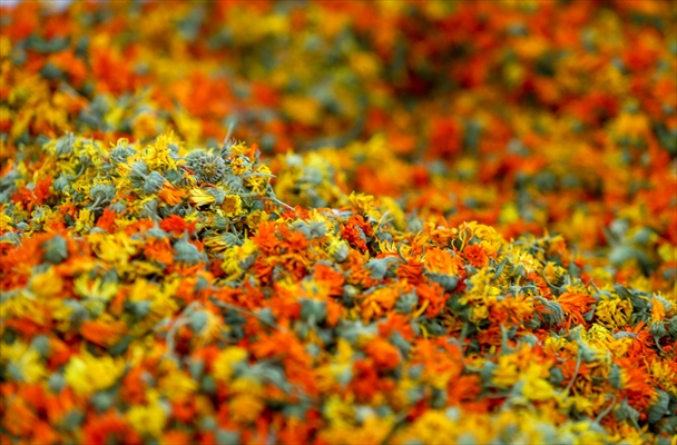 Medicinal plant "pot marigold" production in Izmir
