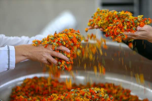 Medicinal plant "pot marigold" production in Izmir
