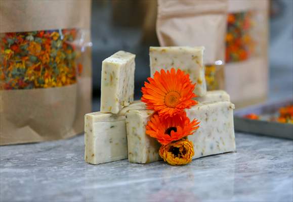 Medicinal plant "pot marigold" production in Izmir