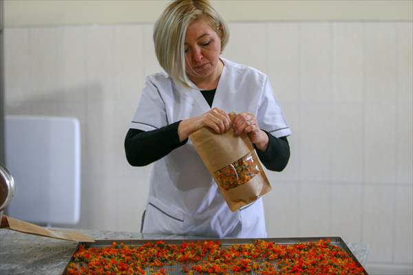 Medicinal plant "pot marigold" production in Izmir