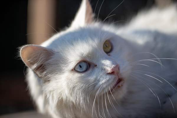 Ankara's iconic animals: Angora cat, Angora rabbit and Angora goat