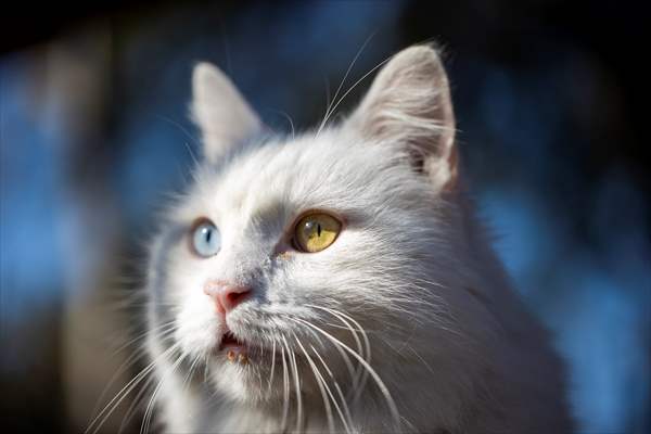 Ankara's iconic animals: Angora cat, Angora rabbit and Angora goat