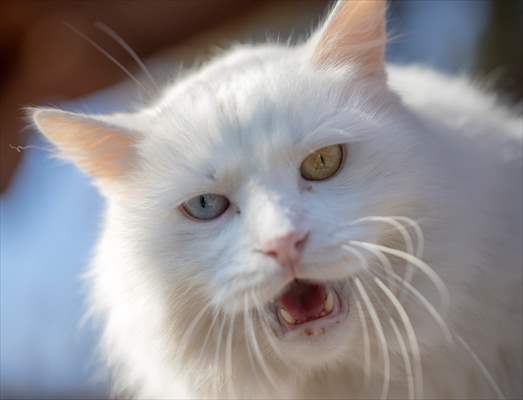 Ankara's iconic animals: Angora cat, Angora rabbit and Angora goat