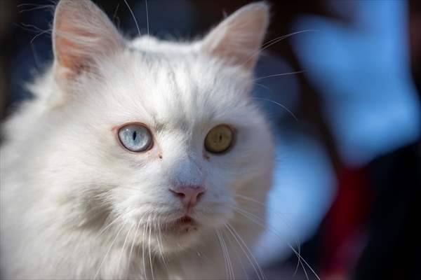 Ankara's iconic animals: Angora cat, Angora rabbit and Angora goat