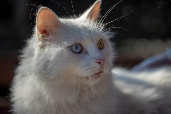 Ankara's iconic animals: Angora cat, Angora rabbit and Angora goat