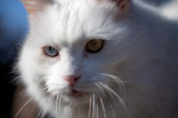 Ankara's iconic animals: Angora cat, Angora rabbit and Angora goat