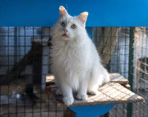 Ankara's iconic animals: Angora cat, Angora rabbit and Angora goat