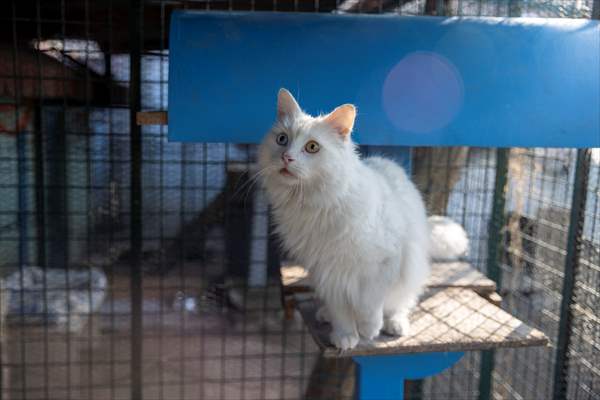 Ankara's iconic animals: Angora cat, Angora rabbit and Angora goat