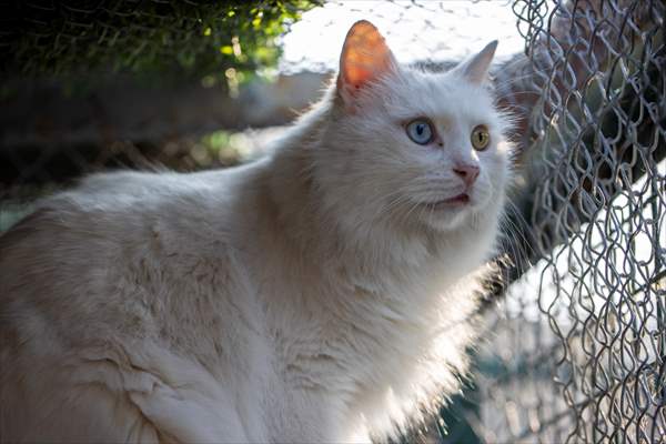 Ankara's iconic animals: Angora cat, Angora rabbit and Angora goat