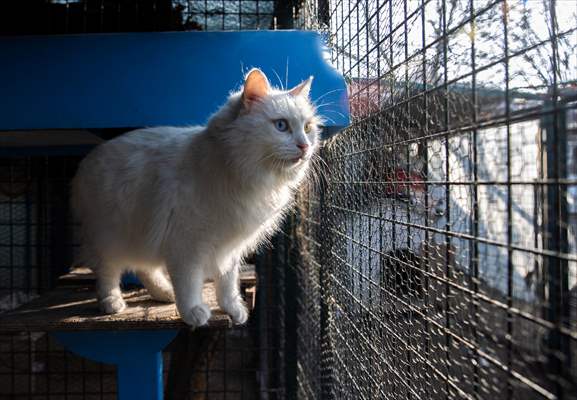 Ankara's iconic animals: Angora cat, Angora rabbit and Angora goat