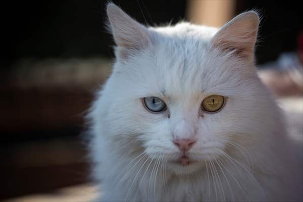 Ankara's iconic animals: Angora cat, Angora rabbit and Angora goat