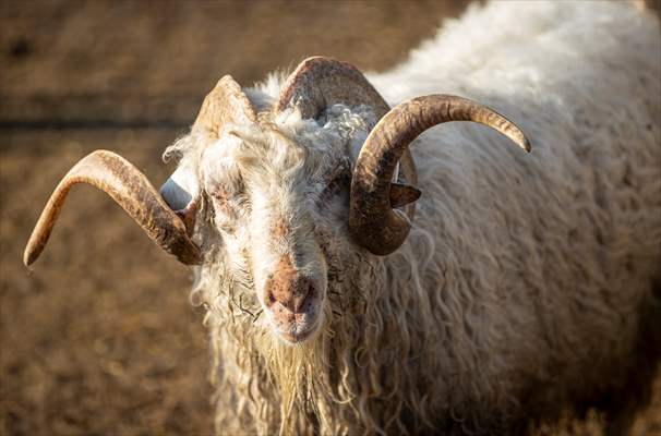 Ankara's iconic animals: Angora cat, Angora rabbit and Angora goat