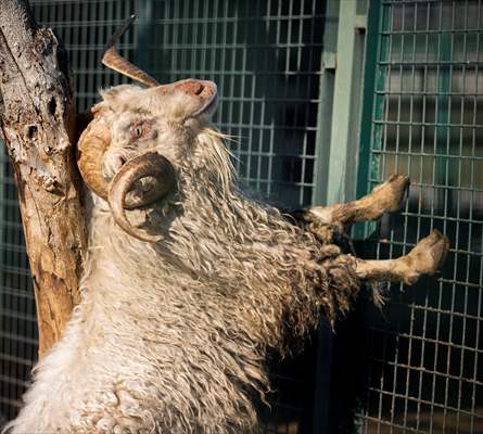 Ankara's iconic animals: Angora cat, Angora rabbit and Angora goat