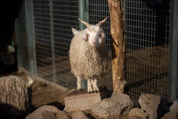 Ankara's iconic animals: Angora cat, Angora rabbit and Angora goat